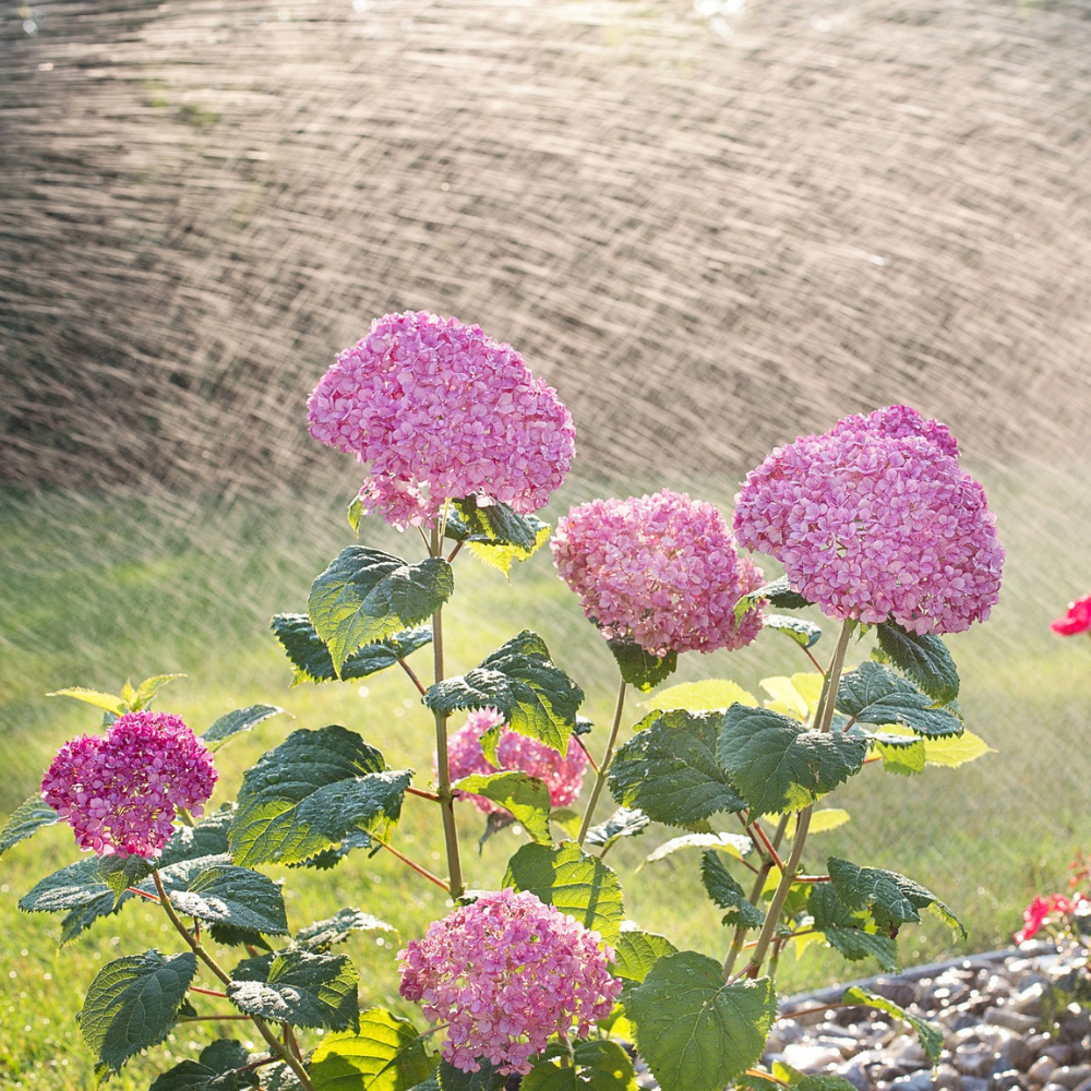landscape irrigation flowers